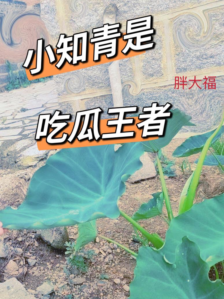 精舞门2