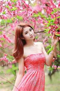 矮豚草