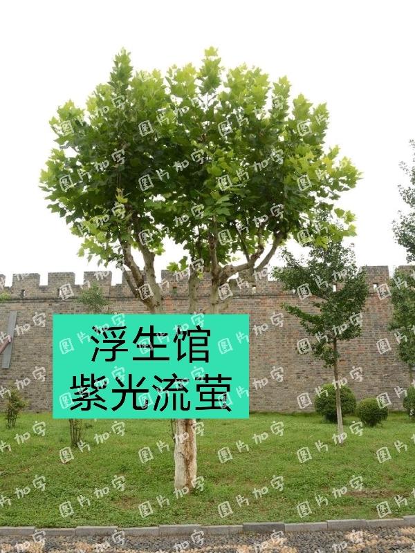 自杀小队在线观看
