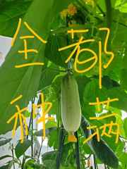 夹小玩具出门WRITEAS