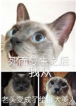 长安十二时辰迅雷