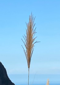大片性播放器