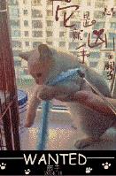 亚洲好看视频