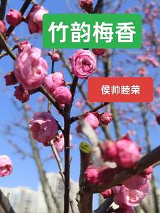 a v拍摄指南txt微盘