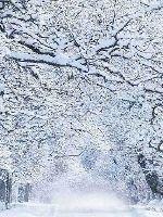 《无人视频》高清在线观看