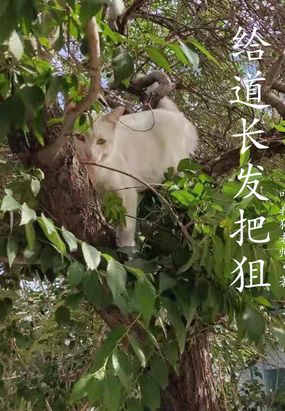 泰罗奥特曼超退进化age连接